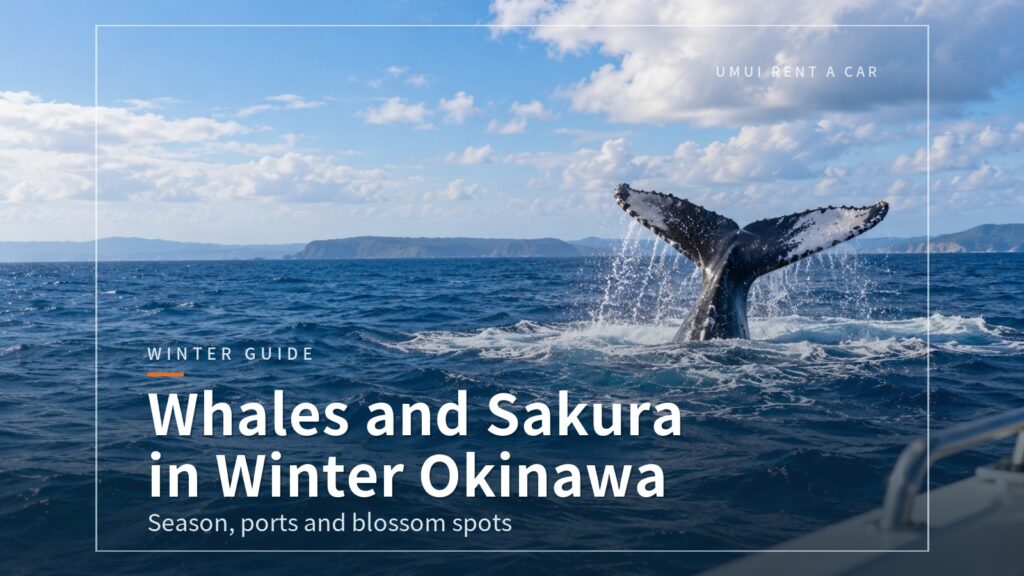 Winter Drive in Okinawa: Whale Watching and Cherry Blossom Spots