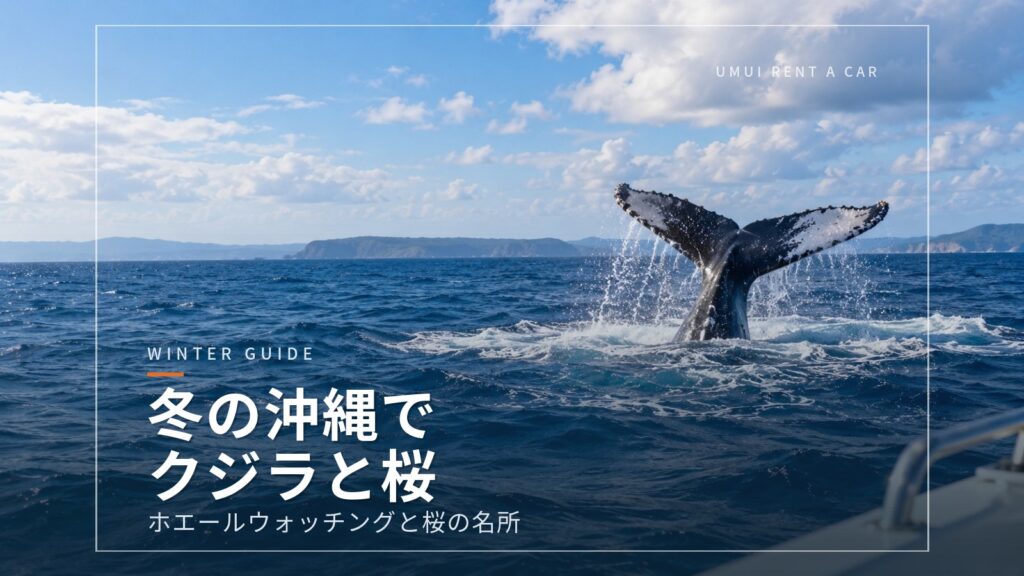 冬の沖縄ドライブ　ホエールウォッチングと桜の名所