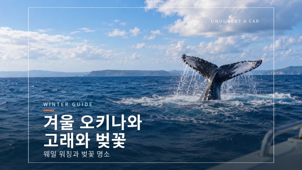 겨울 오키나와 드라이브 웨일 워칭과 벚꽃 명소