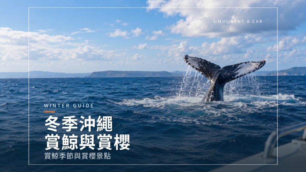冬季沖繩自駕 賞鯨與賞櫻景點