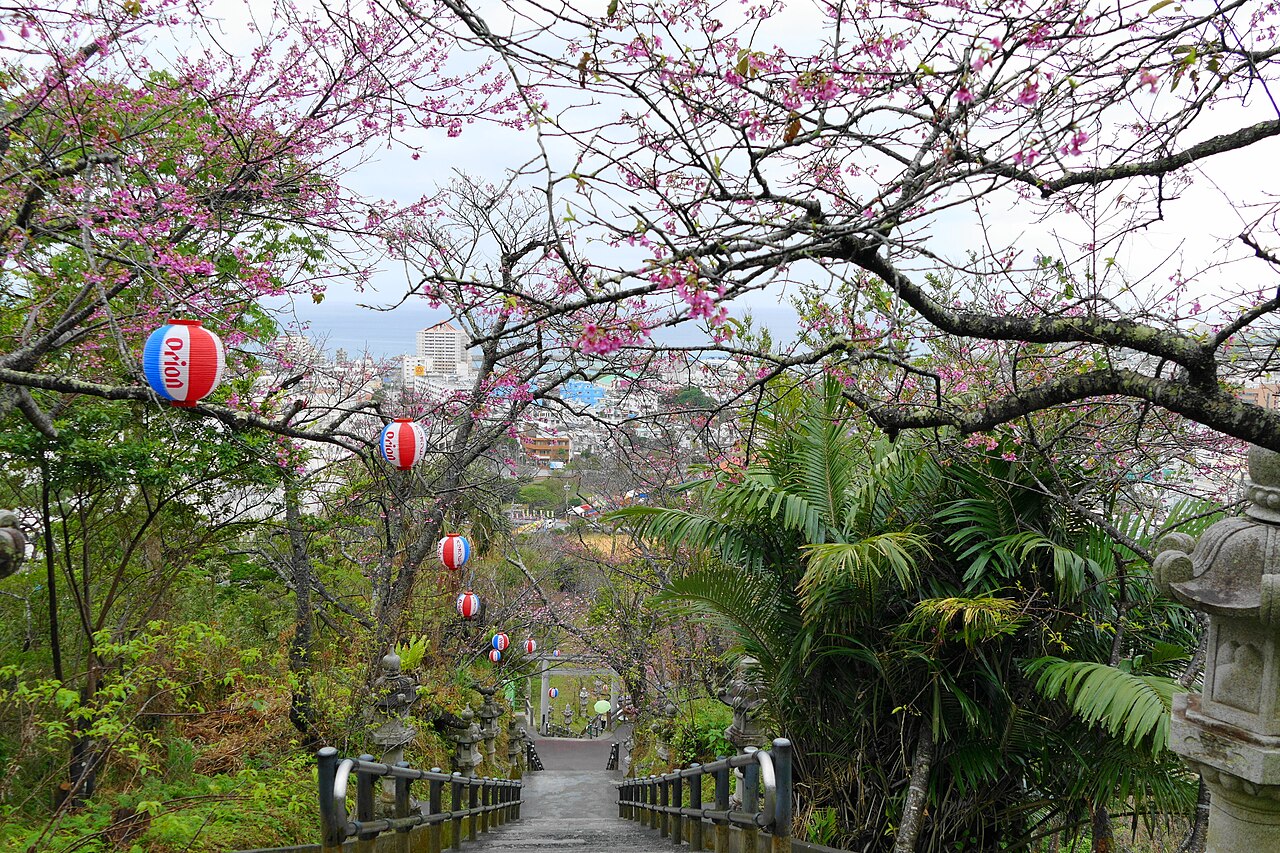 名護城公園の石段とカンヒザクラ。奥に名護市街と海が見える(写真:アラツク / CC BY-SA 4.0)
