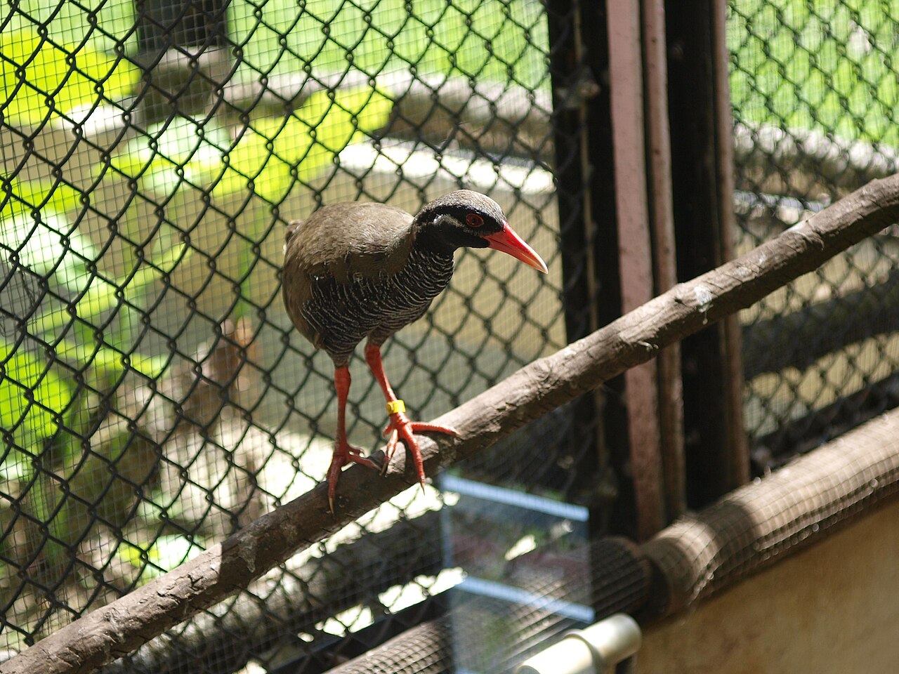 ネオパークオキナワで撮影されたヤンバルクイナ(写真:Daiju Azuma / CC BY-SA 4.0)
