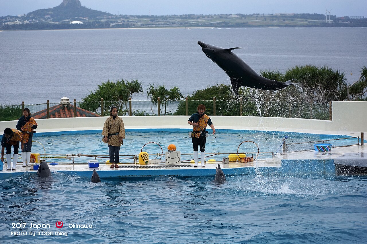 オキちゃん劇場のイルカショー。背景に海と島が見える屋外ステージ（写真：ching / パブリックドメイン）