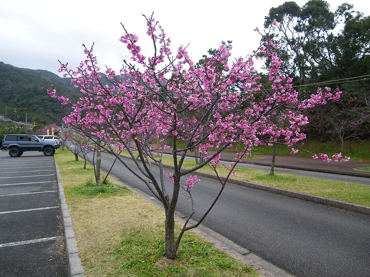 沖縄本島北部・八重岳の寒緋桜。沖縄の桜は本土より早く、冬のうちに咲く(写真:Kugel / CC BY-SA 4.0)