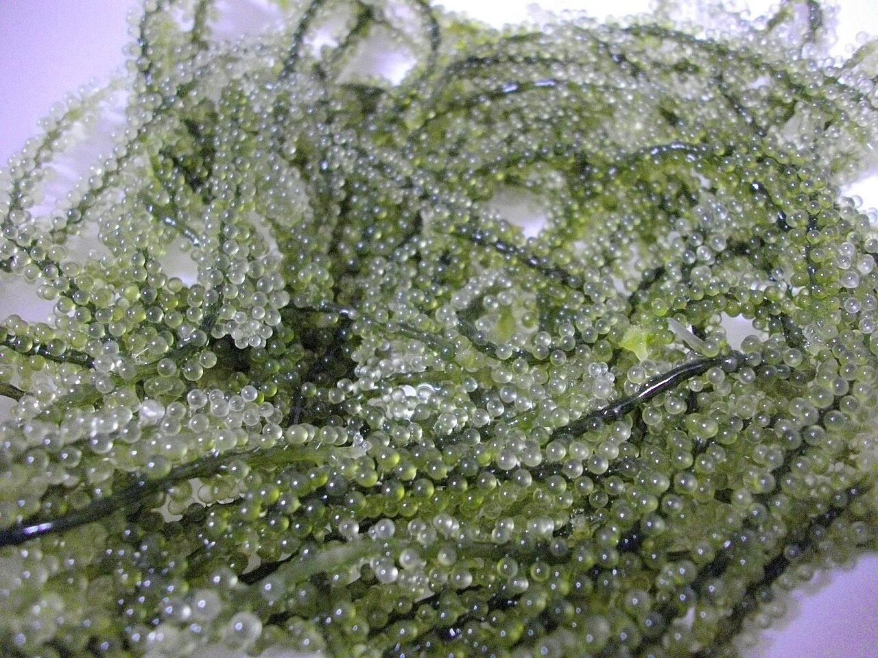 톡톡 터지는 식감이 특징인 우미부도（사진: Yusuke Kawasaki / CC BY 2.0）